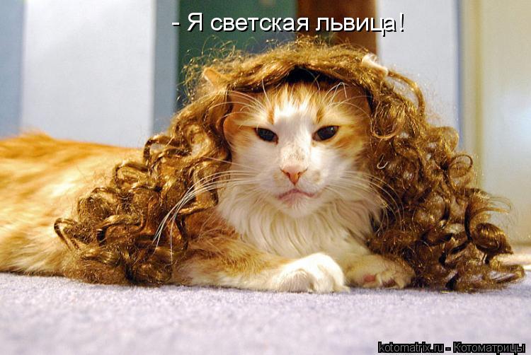 Котоматрица: - Я светская львица!