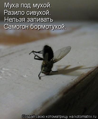 Котоматрица: Муха под мухой.  Разило сивухой. Нельзя запивать Самогон бормотухой.