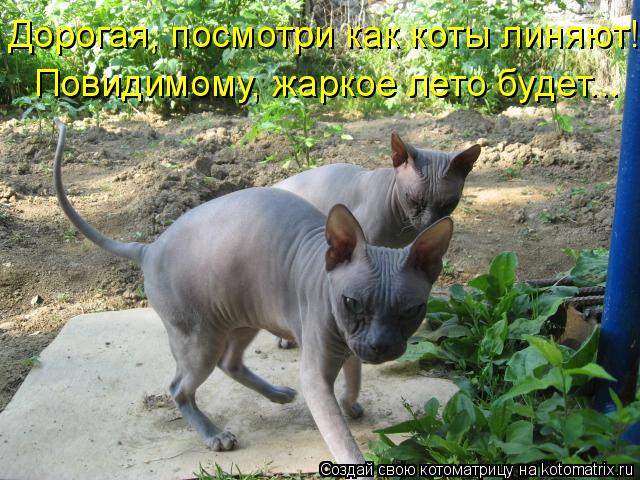 Котоматрица: Дорогая, посмотри как коты линяют! Повидимому, жаркое лето будет...