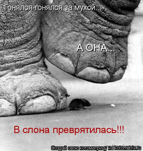 Котоматрица: Гонялся-гонялся за мухой... А ОНА... В слона преврятилась!!!