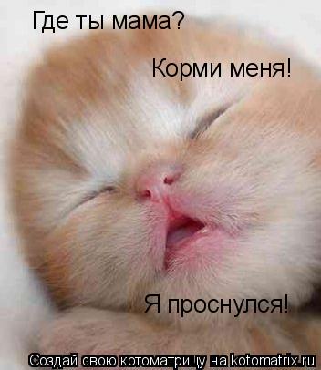 Котоматрица: Где ты мама? Корми меня! Я проснулся!