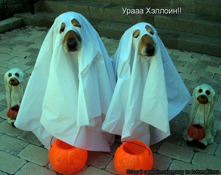 Котоматрица: Урааа Хэллоин!!