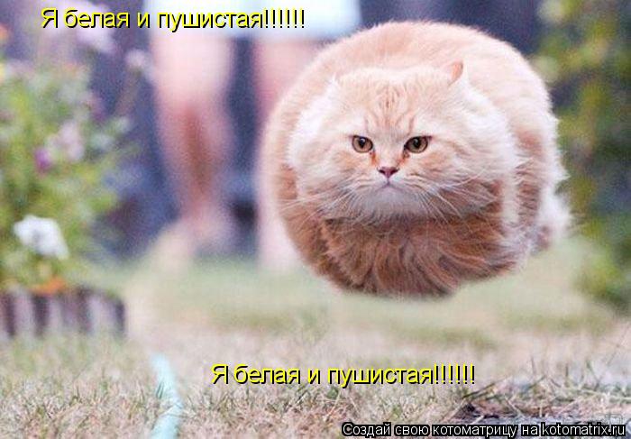 Котоматрица: Я белая и пушистая!!!!!!  Я белая и пушистая!!!!!!