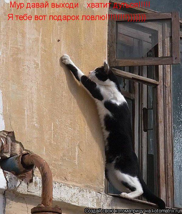 Котоматрица: Мур давай выходи, хватит дуться, я тебе подарок сделал, вот ловлю его!!  Мур давай выходи хватит дуться!!!!! Я тебе вот подарок ловлю!!!!!!!!!)))))))