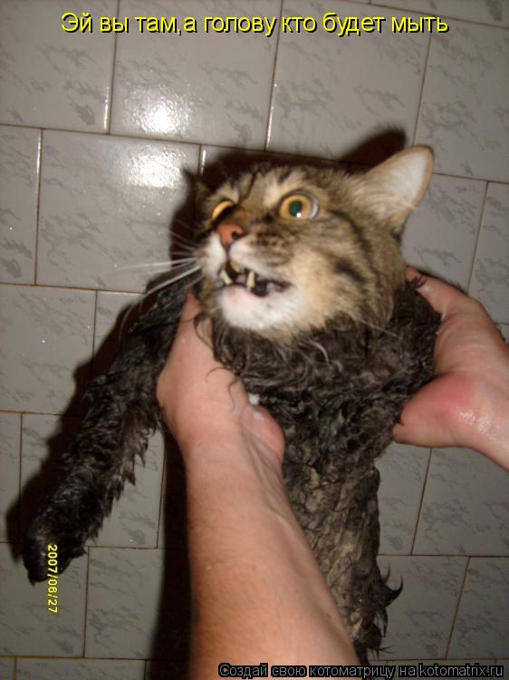 Котоматрица: Эй вы там,а голову кто будет мыть