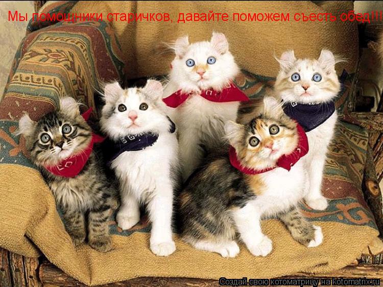 Котоматрица: Мы помощники старичков, давайте поможем съесть обед!!!)))
