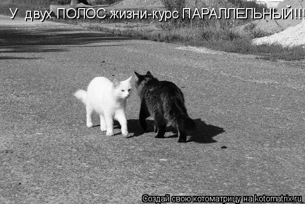 Котоматрица: У  двух ПОЛОС жизни-курс ПАРАЛЛЕЛЬНЫЙ!!!