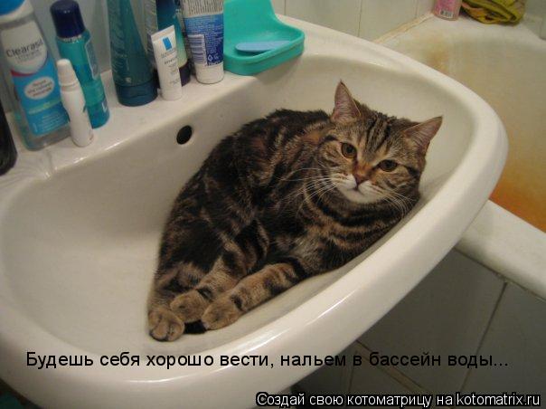 Котоматрица: Будешь себя хорошо вести, нальем в бассейн воды...