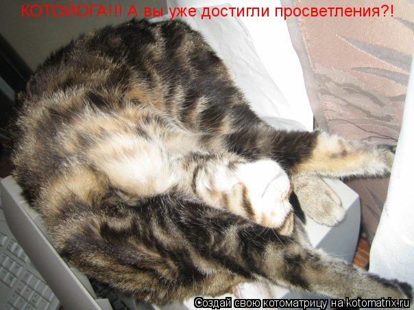 Котоматрица: КОТОЙОГА!!! А вы уже достигли просветления?!