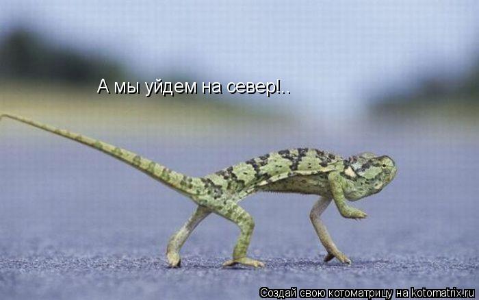 Котоматрица: А мы уйдем на север!..