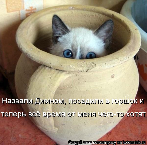 Котоматрица: Назвали Джином, посадили в горшок и теперь всё время от меня чего-то хотят