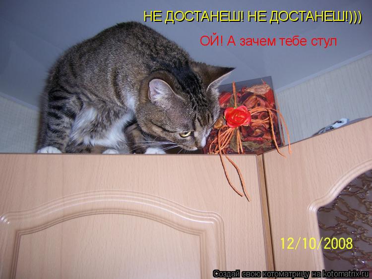 Котоматрица: НЕ ДОСТАНЕШ! НЕ ДОСТАНЕШ!))) ОЙ! А зачем тебе стул