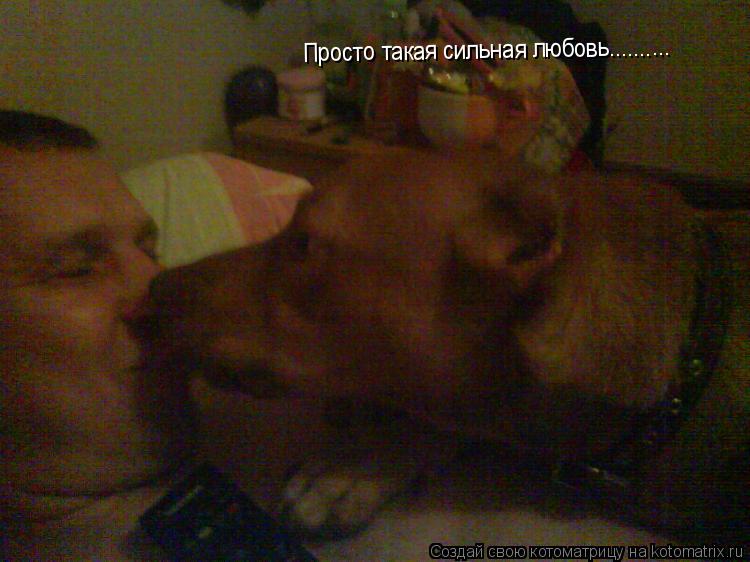 Котоматрица: Просто такая сильная любовь..........