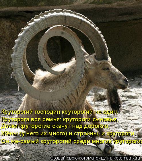 Котоматрица: Круторогий господин круторогий не один. Круторога вся семья: крутороги сыновья, Дочки круторогие скачут над дорогою, Жёны (у него их много) 