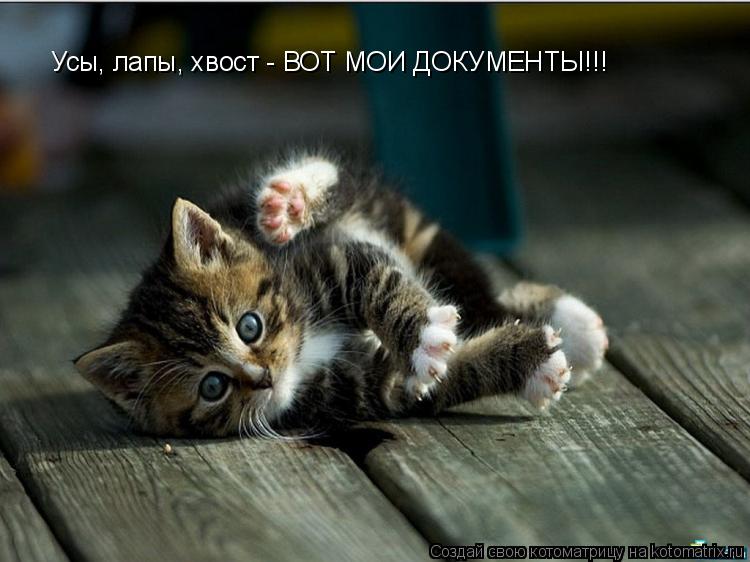 Котоматрица: Усы, лапы, хвост - ВОТ МОИ ДОКУМЕНТЫ!!!