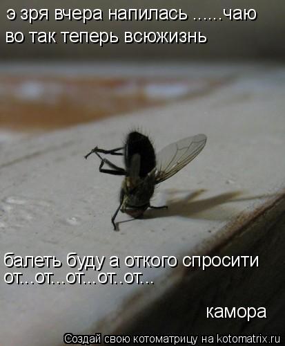 Котоматрица: э зря вчера напилась ......чаю во так теперь всюжизнь  балеть буду а откого спросити от...от...от...от..от...  камора