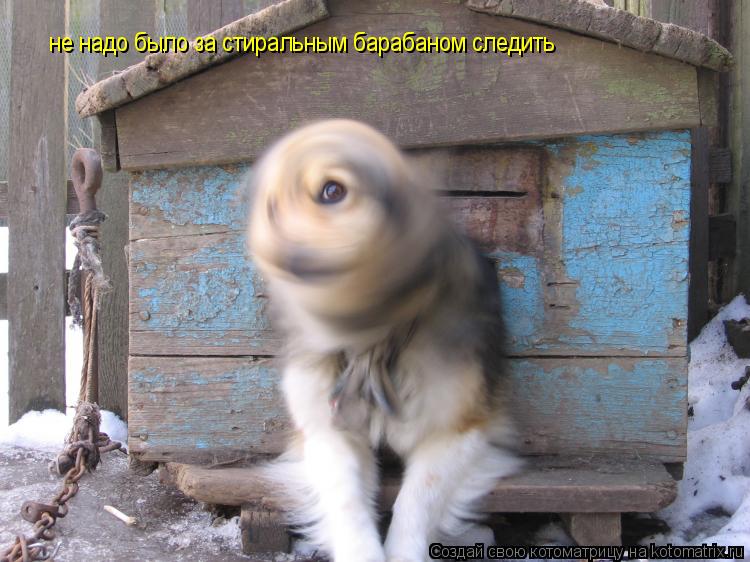 Котоматрица: не надо было за стиральным барабаном следить