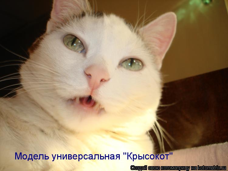 Модель универсальная "Крысокот"... Котоматрица: Модель универсальная "Крысокот"