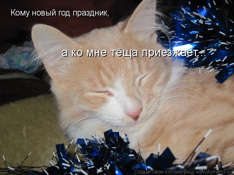 Кому новый год праздник, а ко мне тёща приезжает...... Котоматрица: Кому новый год праздник, а ко мне тёща приезжает...