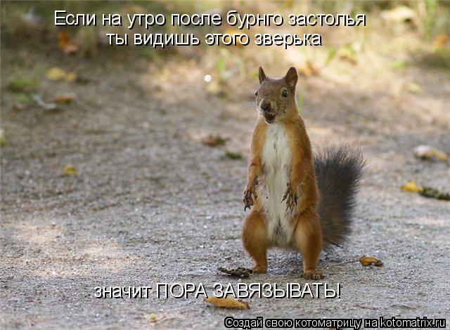 Если на утро после бурнго застолья ты видишь этого зверька значит ПОРА ЗАВЯЗЫВАТЬ!... Котоматрица: Если на утро после бурнго застолья ты видишь этого зверька значит ПОРА ЗАВЯЗЫВАТЬ!