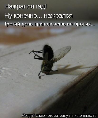 Нажрался гад! Ну конечно... нажрался Третий день приползаешь на бровях...... Котоматрица: Нажрался гад! Ну конечно... нажрался Третий день приползаешь на бровях...