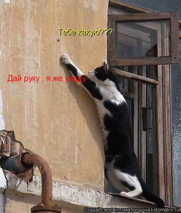 Дай руку , я же упаду Тебе какую???... Котоматрица: Дай руку , я же упаду Тебе какую???