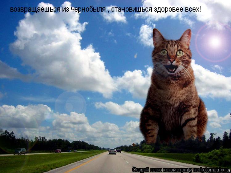 возвращаешься из чернобыля , становишься здоровее всех!... Котоматрица: возвращаешься из чернобыля , становишься здоровее всех!