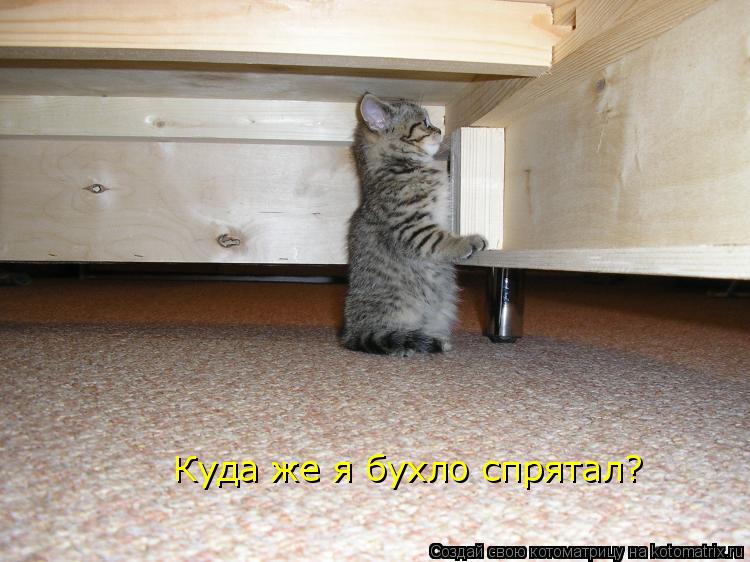 Куда же я бухло спрятал?... Котоматрица: Куда же я бухло спрятал?