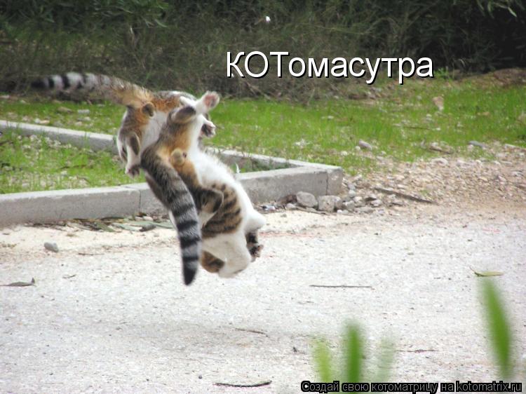 КОТомасутра... Котоматрица: КОТомасутра