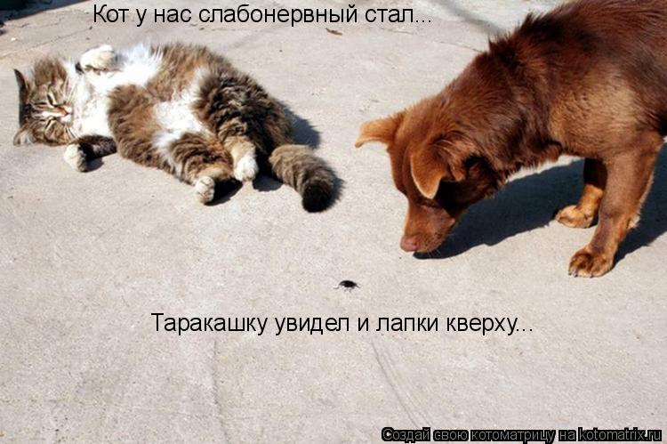Кот у нас слабонервный стал... Таракашку увидел и лапки кверху...... Котоматрица: Кот у нас слабонервный стал... Таракашку увидел и лапки кверху...