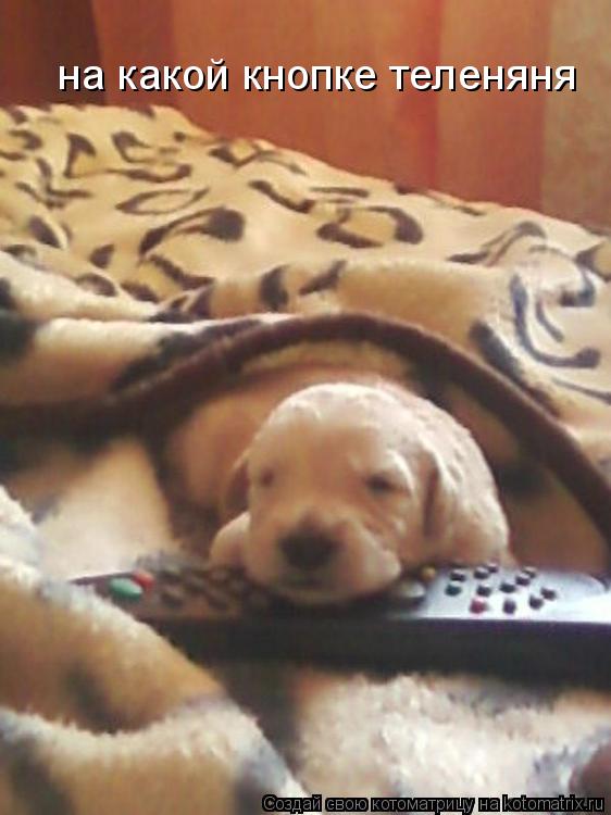 на какой кнопке теленяня... Котоматрица: на какой кнопке теленяня