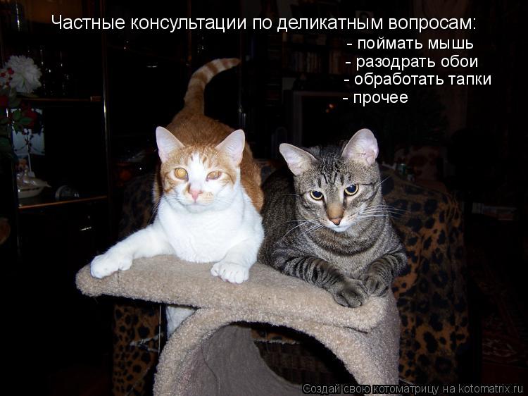 Частные консультации по деликатным вопросам: - поймать мышь - разодрать обои - обработать тапки - про... Котоматрица: Частные консультации по деликатным вопросам: - поймать мышь - разодрать обои - обработать тапки - прочее