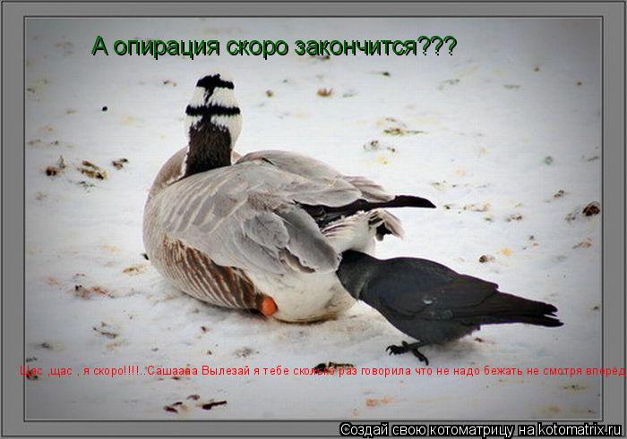 А опирация скоро закончится??? Щас ,щас , я скоро!!!!..Сашаааа Вылезай я тебе сколько раз говорила чт... Котоматрица: А опирация скоро закончится??? Щас ,щас , я скоро!!!!..Сашаааа Вылезай я тебе сколько раз говорила что не надо бежать не смотря вперёд !!