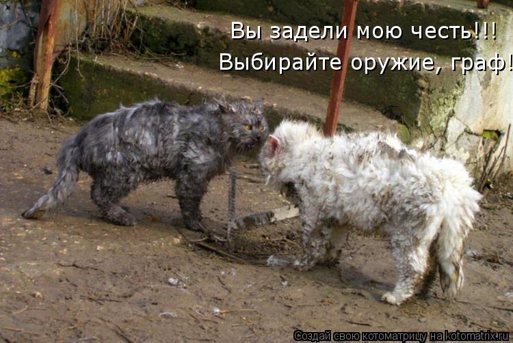 Вы задели мою честь!!! Выбирайте оружие, граф!... Котоматрица: Вы задели мою честь!!! Выбирайте оружие, граф!