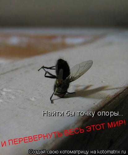 Найти бы точку опоры.. И ПЕРЕВЕРНУТЬ ВЕСЬ ЭТОТ МИР!... Котоматрица: Найти бы точку опоры.. И ПЕРЕВЕРНУТЬ ВЕСЬ ЭТОТ МИР!
