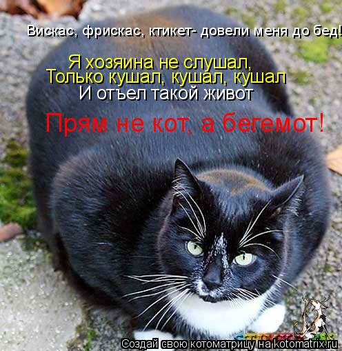Котоматрица: Я хозяина не слушал, Только кушал, кушал, кушал И отъел такой живот Вискас, фрискас, ктикет- довели меня до бед! Прям не кот, а бегемот!