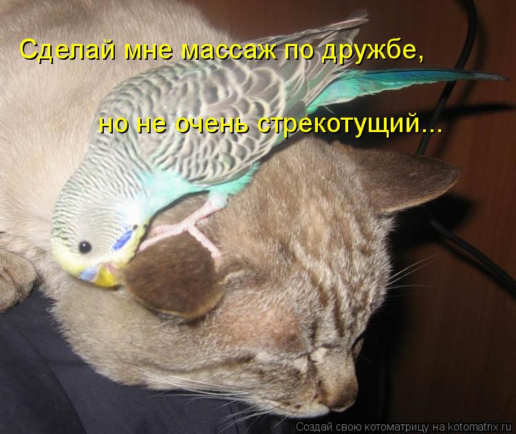 Сделай мне массаж по дружбе, но не очень стрекотущий...... Котоматрица: Сделай мне массаж по дружбе, но не очень стрекотущий...