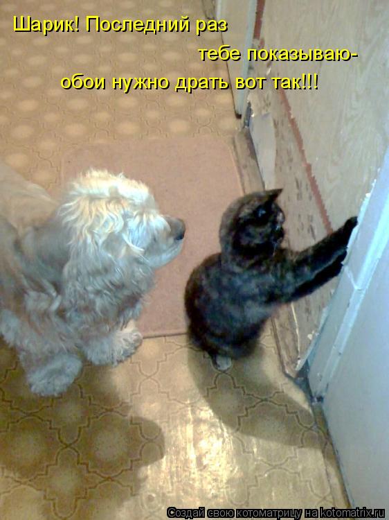 Шарик! Последний раз тебе показываю- обои нужно драть вот так!!!... Котоматрица: Шарик! Последний раз тебе показываю- обои нужно драть вот так!!!