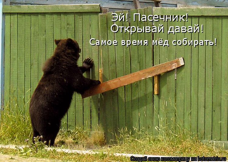 Котоматрица: Эй! Пасечник! Открывай давай! Самое время мёд собирать!