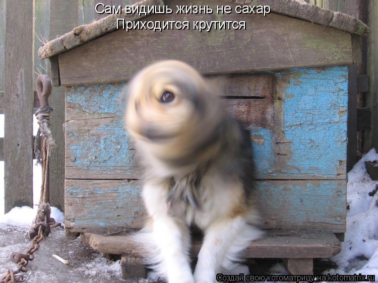 Сам видишь жизнь не сахар Приходится крутится... Котоматрица: Сам видишь жизнь не сахар Приходится крутится