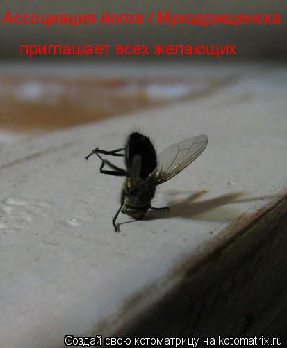 приглашает всех желающих Ассоциация йогов г.Муходрищенска... Котоматрица: приглашает всех желающих Ассоциация йогов г.Муходрищенска