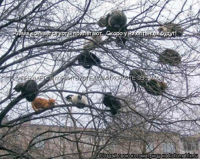 -Зима кончается коты прилетают...Скоро у них птенцы будут! ЗАПРЕЩАЕТСЯ КОРМИТЬ КОЛБАСАМИ.КОРМИТЕ ЗЕРН... Котоматрица: -Зима кончается коты прилетают...Скоро у них птенцы будут! ЗАПРЕЩАЕТСЯ КОРМИТЬ КОЛБАСАМИ.КОРМИТЕ ЗЕРНАМИ!
