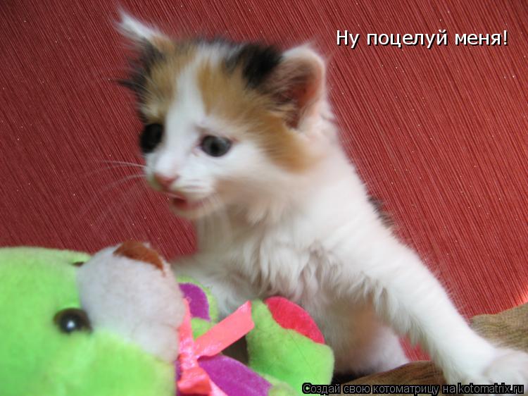 Ну поцелуй меня!... Котоматрица: Ну поцелуй меня!