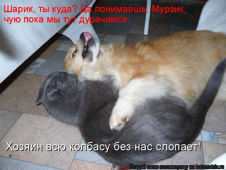 Шарик, ты куда? Да понимаешь, Мурзик, чую пока мы тут дурачимся, Хозяин всю колбасу без нас слопае... Котоматрица: Шарик, ты куда? Да понимаешь, Мурзик, чую пока мы тут дурачимся, Хозяин всю колбасу без нас слопает!