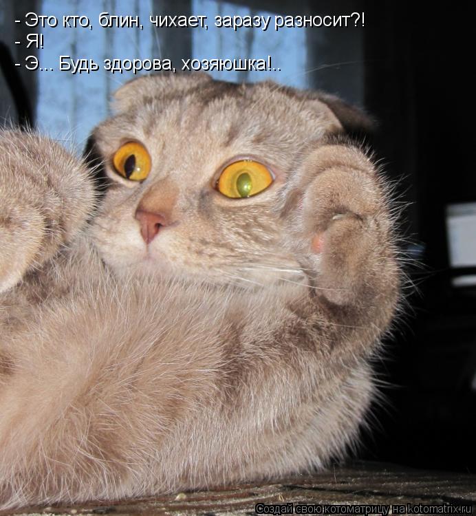 Котоматрица: - Это кто, блин, чихает, заразу разносит?! - Я! - Э... Будь здорова, хозяюшка!..