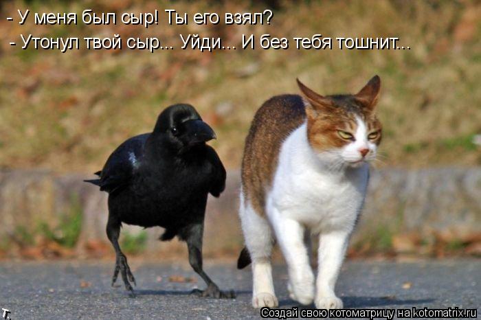 Котоматрица: - Утонул твой сыр... Уйди... И без тебя тошнит... - У меня был сыр! Ты его взял?