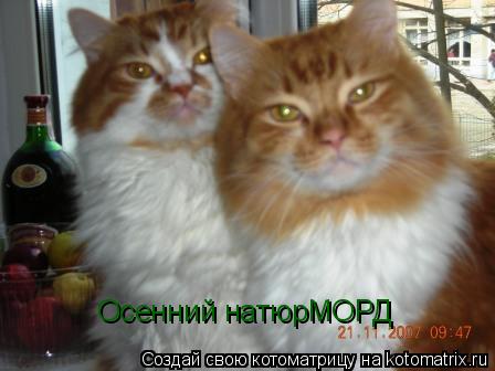 Котоматрица: Осенний натюрМОРД