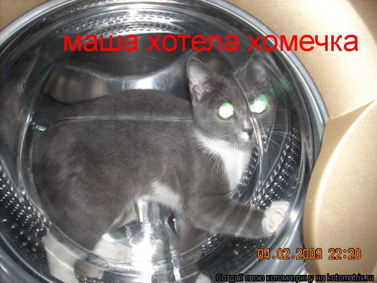 Котоматрица: маша хотела хомечка