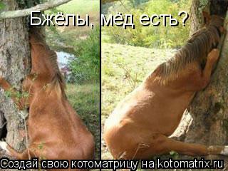 Котоматрица: Бжёлы, мёд есть?