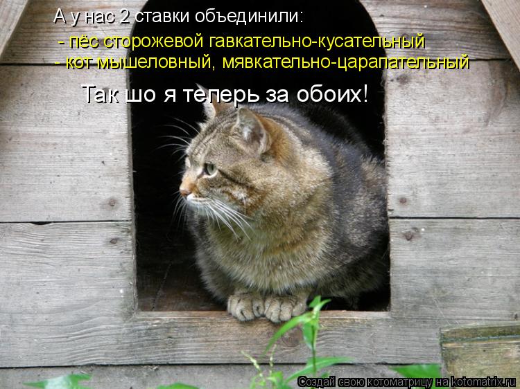 Котоматрица: А у нас 2 ставки объединили: Так шо я теперь за обоих! - пёс сторожевой гавкательно-кусательный - кот мышеловный, мявкательно-царапательный